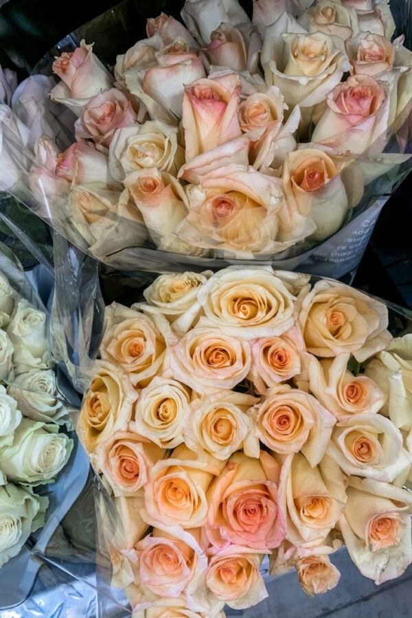 WEEKEND READING, Vol. 122 - on Coming Up Roses
