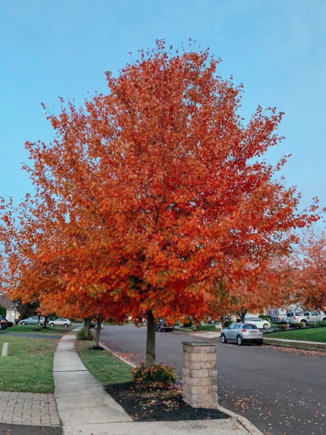 FALL BUCKET LIST